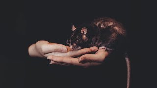 Лучший друг стал крысой Лучший друг стал крысой
