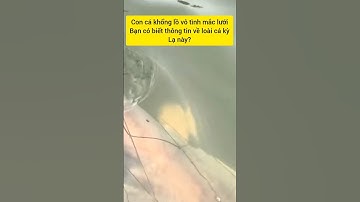 Cận cảnh cá khổng lồ mắc lưới #cacconvat #docla #fishing