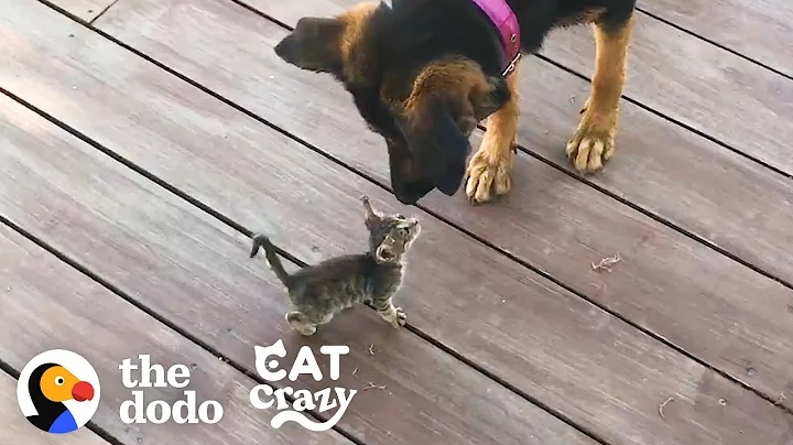 Stray Kitten Picks A Dog As Her Mom | The Dodo Cat Crazy - DayDayNews