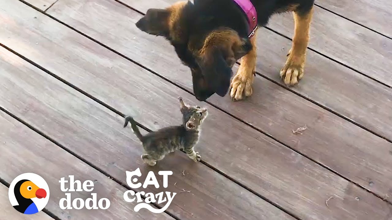 Stray Kitten Picks A Dog As Her Mom | The Dodo Cat Crazy