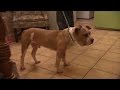 Sweet Blind Dog Familiarizes Himself with New Surroundings