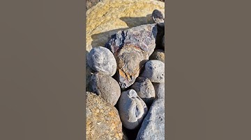 Tasty looking Fossils! 🪨⚒️🤤🤤🤤 #fossilhunting #fossils #shorts #sea #rock #beach #coast #ammonite
