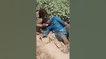 Non Venomous Sand Boa Snake Hunting in the Fields