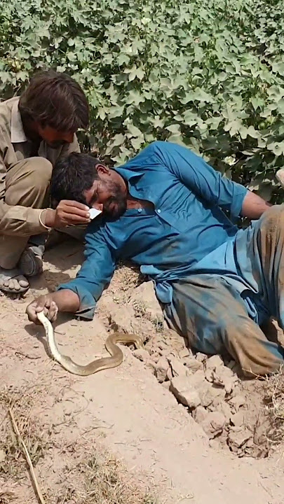 Non Venomous Sand Boa Snake Hunting in the Fields