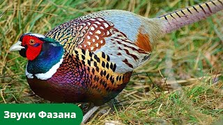 Звук фазана: какие звуки издаёт фазан / Sound pheasant, pheasant cry, voice pheasant