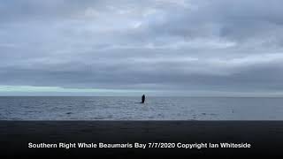 Tail-slap & fin-smash!! A whale in my backyard :)