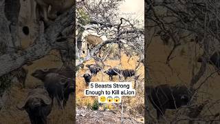5 Beasts Strong Enough to Kill a Lion #animals #wildlife #facts