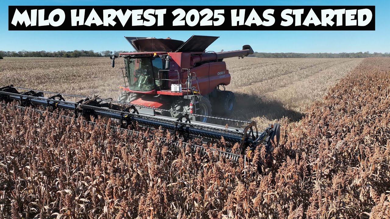 Сбор урожая мило в Алабаме на фермах Triple R