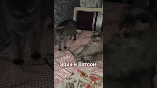 Эрик и Ватсон #видосыоткота #юмор #кот #cat #catvideos #веселыекоты #котки #прикольныекоты