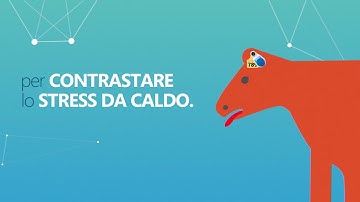 ALLFLEX STRESS DA CALDO VIDEO MOTION