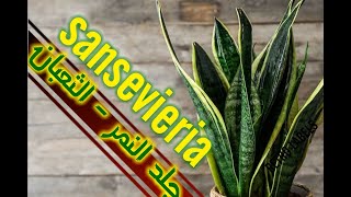 sansevieria - نبات جلد النمر( جلد الثعبان ) و كيفية العناية به و كيفية الإكثار