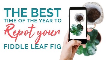 The BEST Time of the Year to REPOT a Fiddle Leaf Fig