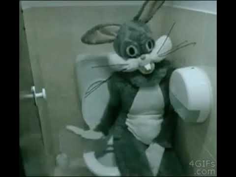 Заяц в туалете! - YouTube