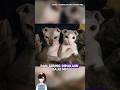 Ukrainian Levkoy: Kucing Botak Kuping Terlipat yang Gak Mau Sendirian!