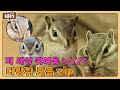 귀엽다람쥐~💖 클릭과 동시에 귀여움에 취하는 다람쥐 모음.zip  I TV동물농장 (Animal Farm) | SBS Story
