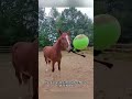 #shorts #funnyhorse #horsememes #2026 #animalchaos