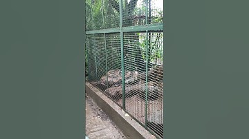 python.... #youtubeshorts #shortsvideo #nature #video #viral #animals #python