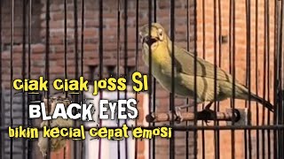 BLACK EYES KECIAL KUNING || CIAK CIAK JOSS NYA BIKIN KECIAL CEPAT EMOSI