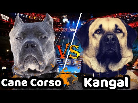 Vidéo: Différence Entre Cane Corso Et Kangal