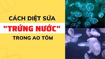 Cách diệt sứa (trứng nước) trong ao nuôi tôm | Nguyễn Minh Quốc #30