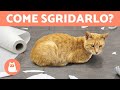 Come SGRIDARE correttamente un GATTO 🐱✅ (Educazione felina)