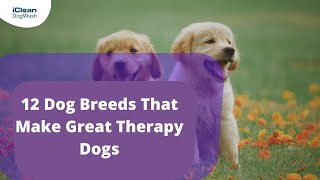 12 Dog Breeds That Make Great Therapy Dogs by iClean Dog Wash 16 views 2 years ago 34 seconds