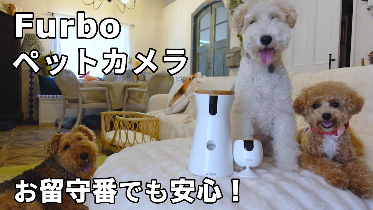 Furboペットカメラがドッグシッターをしてくれる時代らしいので使って