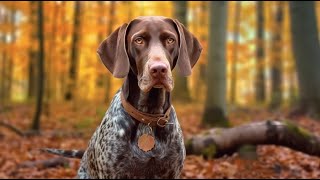 Are German Shorthaired Pointers good at obedience training?