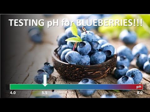 #167:   Testing Soil pH for Better Blueberries
