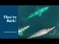 GRAY WHALES RETURN BACK TO DANA POINT, CALIFORNIA