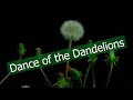 Dandelion Time Lapse Video: Dance of the Dandelions