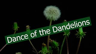 Dandelion Time Lapse Video: Dance of the Dandelions