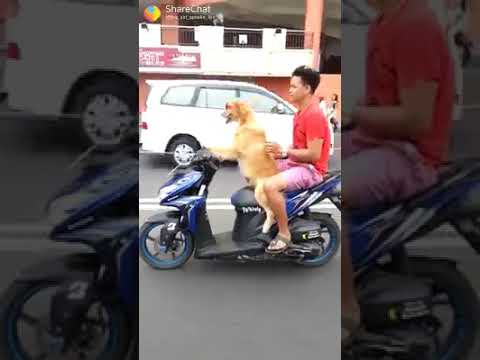 Char char bagdi vali Gadi lai dau