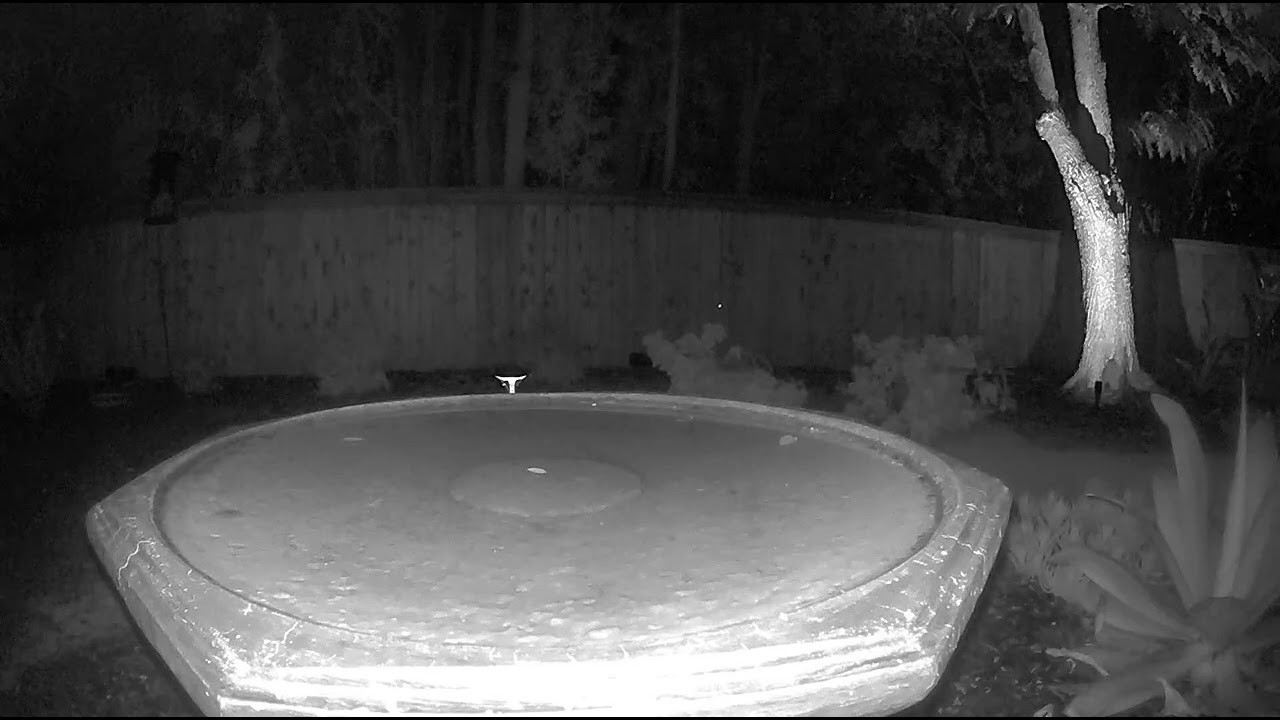 What Sound Does an Opossum Make? YouTube