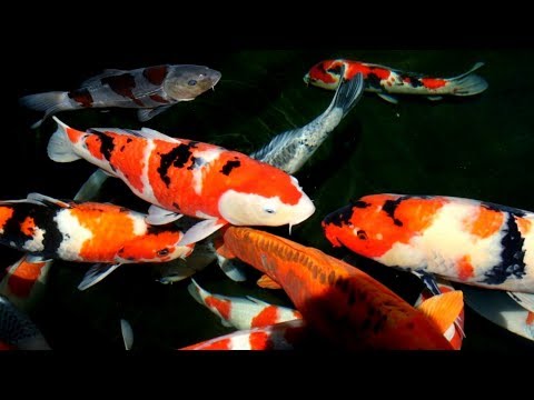 5-cara-sederhana-agar-air-kolam-tetap-bersih-dan-jernih-/-5-ways-to-make-pond-always-clean