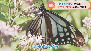 「羽がステンドグラスみたい…」“旅するチョウ”『アサギマダラ』10月下旬には沖縄や台湾方面に 愛知・岡崎市(2022/10/14)