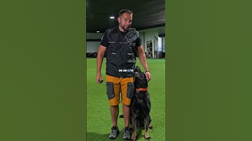 Why I never HIDE my E Collars