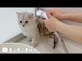 もふもふ子猫の初シャンプー【サイベリアン】