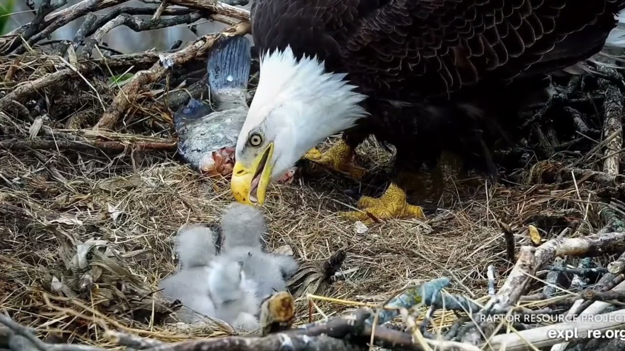 Sr. T, el águila calva polígama: dos nidos, dos familias, una historia de supervivencia 🦅