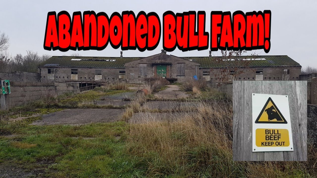 ABANDONDED BULL FARM? YouTube