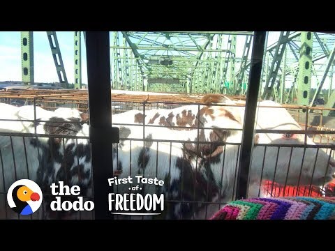 Baby Cows Are So Happy To Run Wild With Rescued Animals  | The Dodo First Taste Of Freedom