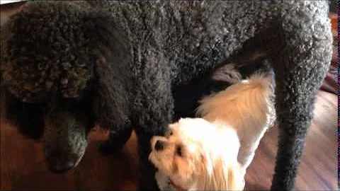 Darius and Bella again