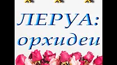 Орхидеи,узамба́рские фиалки,Самара🌺