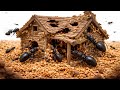 I Gave 1,000 Ants a House… They Took It Over
