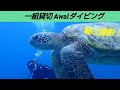 【与論島ダイビング】日記2022/06/09 Awalダイビング