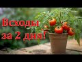Как прорастить семена помидоров в 2 раза быстрее? Проверенный способ!