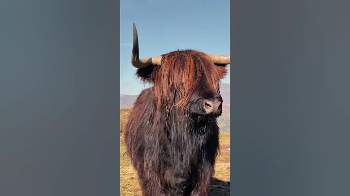 Autumn in Scotland 🏴󠁧󠁢󠁳󠁣󠁴󠁿 #scottish #scotland #visitscotland #scotlandiscalling #autumn