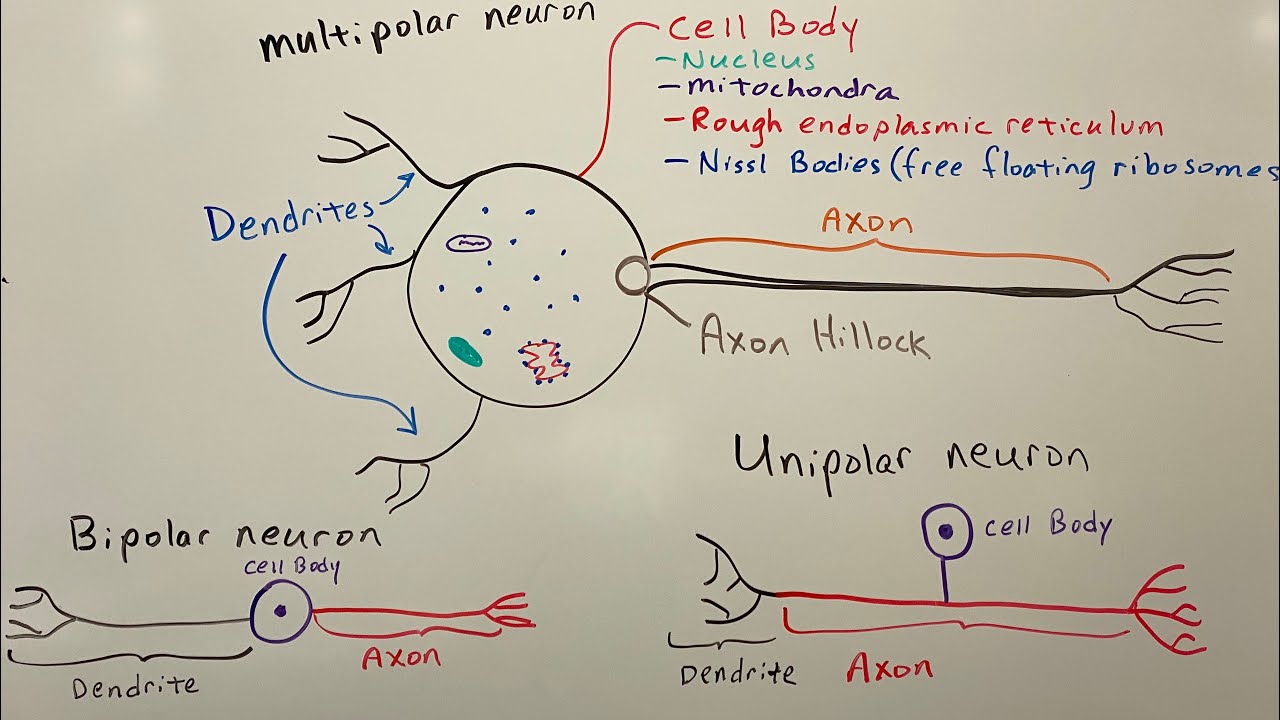 Three types of nerves - YouTube