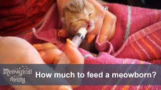 ✔ How much and how often should I feed a newborn kitten?