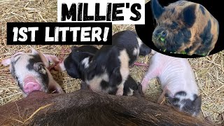 1st litter of piglets in the new farrowing barn!